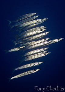 Small school of juvenile barracudas shot with the Canon 6... by Tony Cherbas 